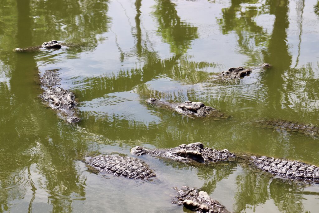 スイティエン公園のワニ