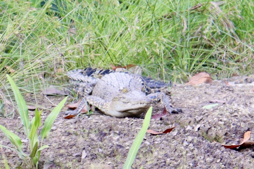 ミニワニinバンダルスリブガワン