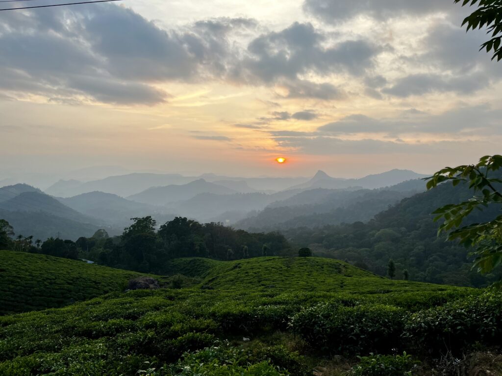 茶畑の夕陽inムンナール