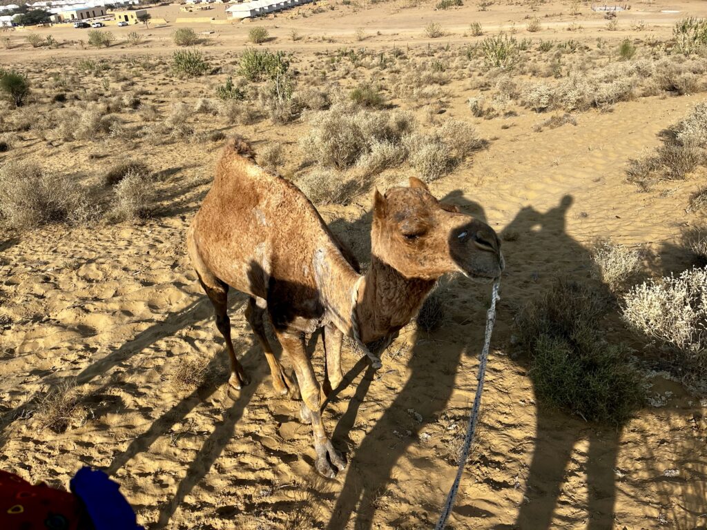 砂漠inジャイサルメール