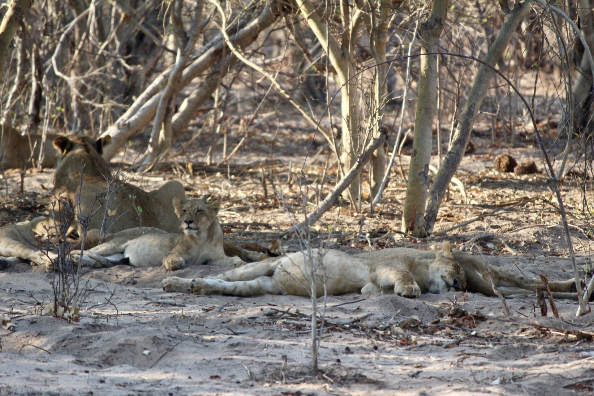 チョベ国立公園