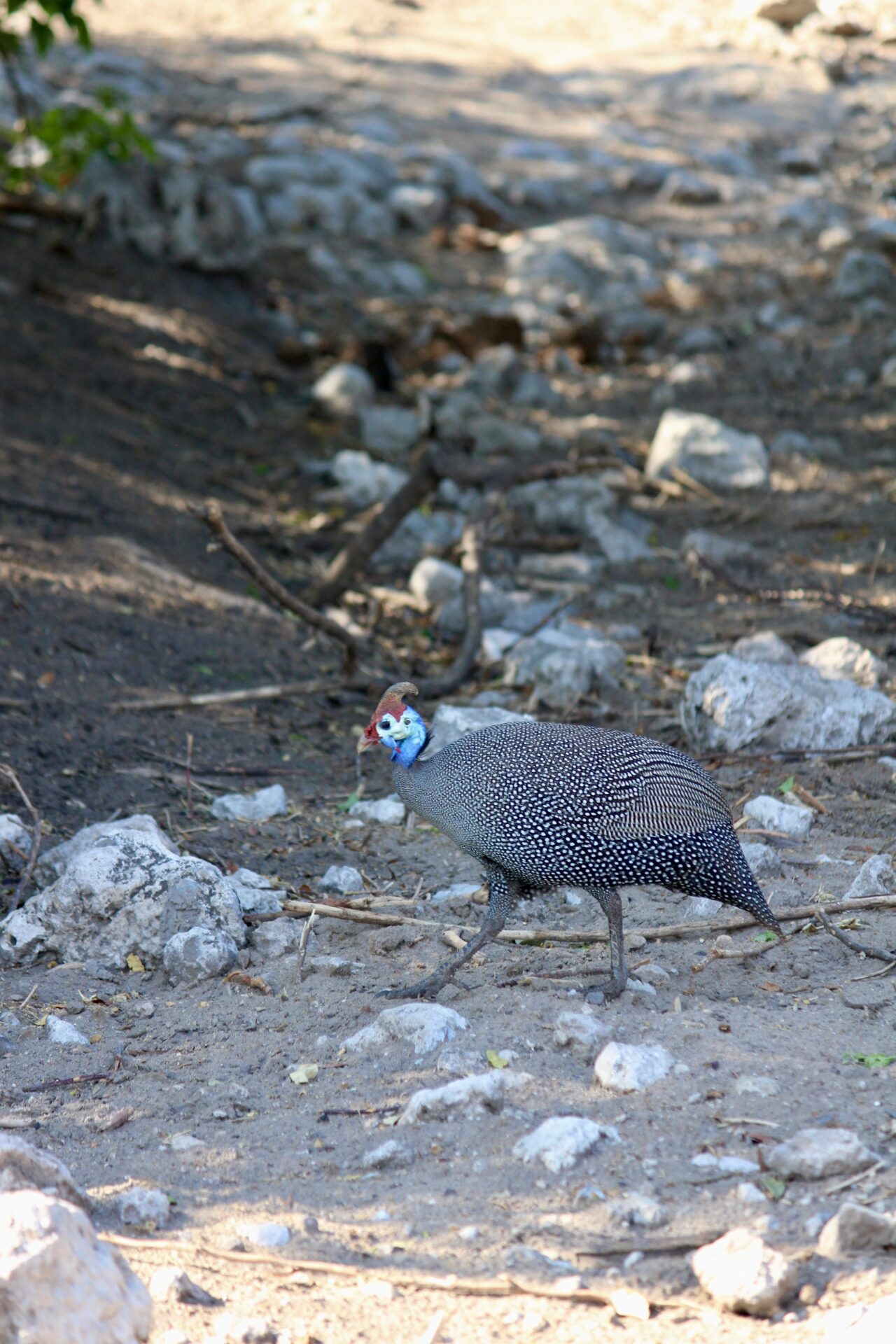 チョベ国立公園