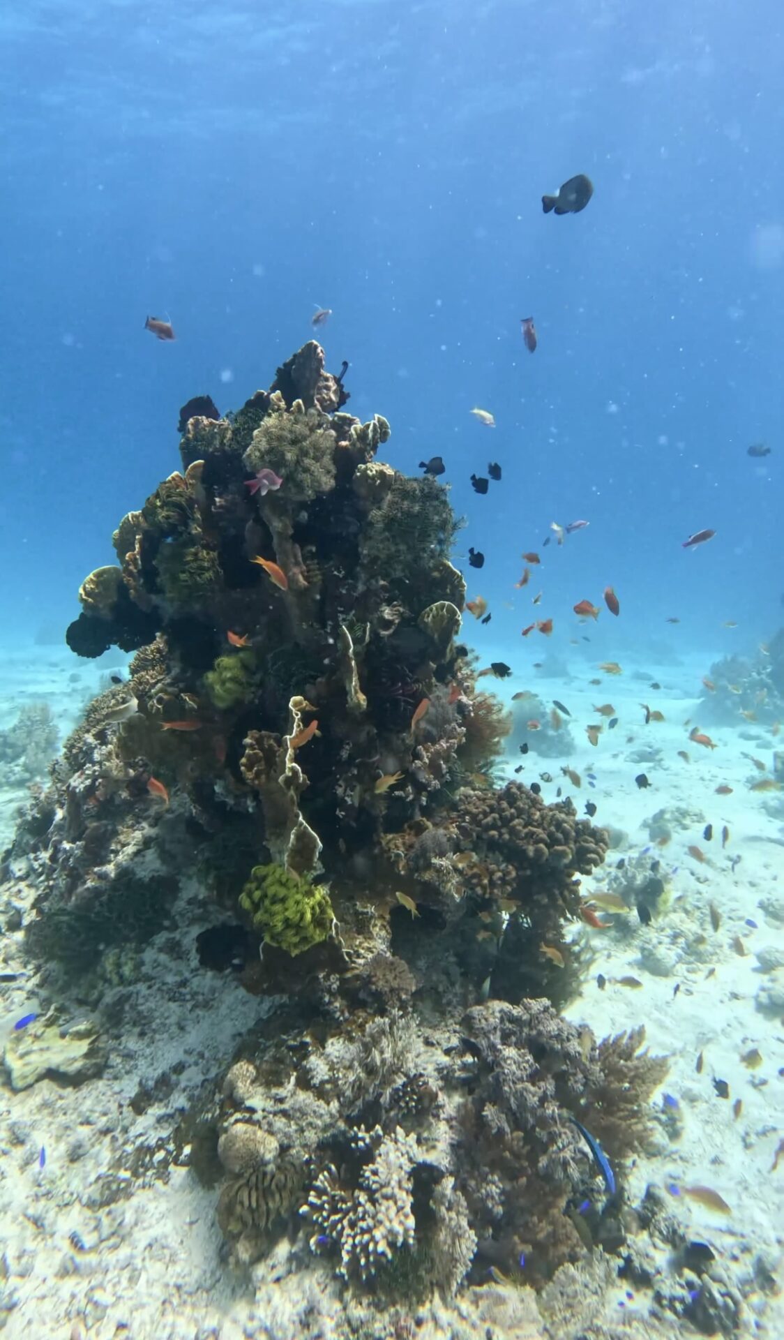 ボホール、パングラオ、バリカサグ