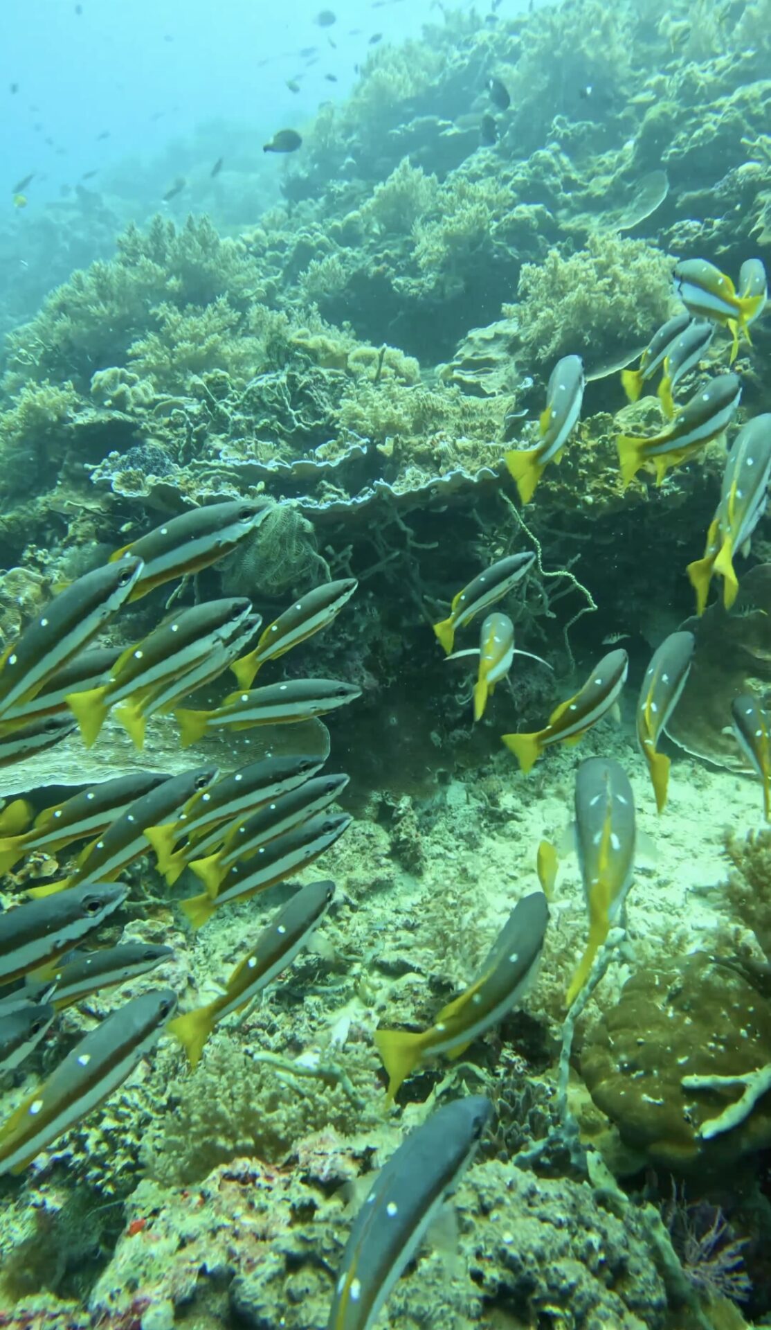 ボホール、パングラオ、バリカサグ