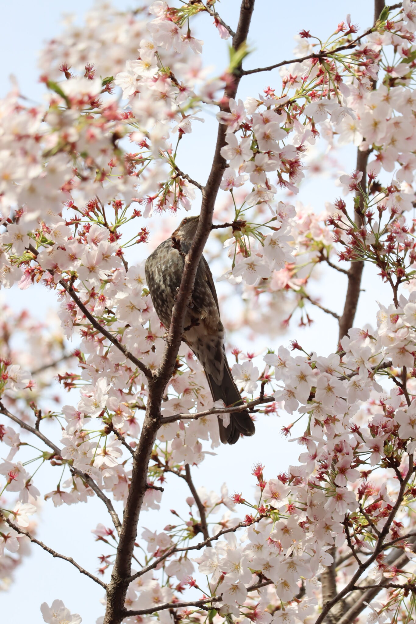 桜を味わうヒヨドリ