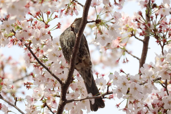 桜を味わうヒヨドリ