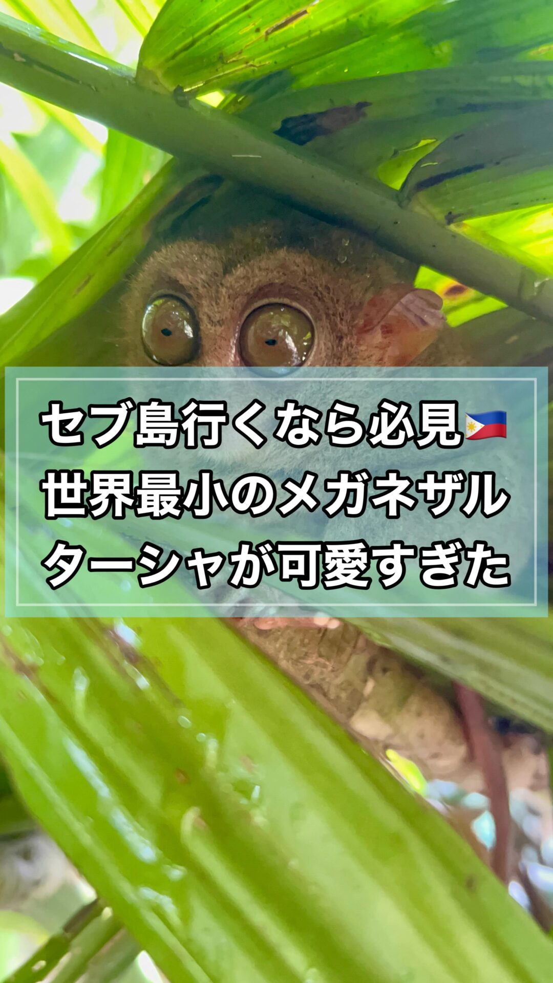 フィリピン🇵🇭セブ島から船で2時間ほどのマクタン島にある、Philippine Tarsier Sanctuaryという場所。
ここではターシャという生き物に会うことができます。
ターシャは絶滅の危機に瀕しているメガネザルの仲間。世界最小クラスの霊長類です。
きゅるんきゅるんの目と小さい手が可愛いターシャ。ストレス耐性があまりなく、自分で頭を打ちつけて死んでしまうこともあるそう…
保護が永遠に続くといいですね。入場料は150ペソ(約398円)💸📍Philippine Tarsier Sanctuary#フィリピン #セブ #セブ島 #一人旅