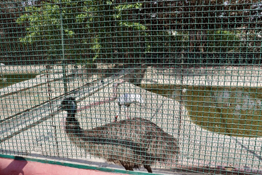 サールナートの動物園