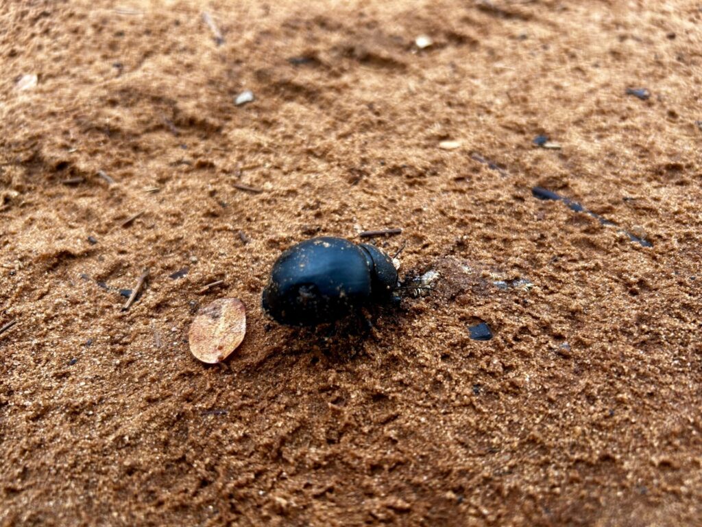 カサネ