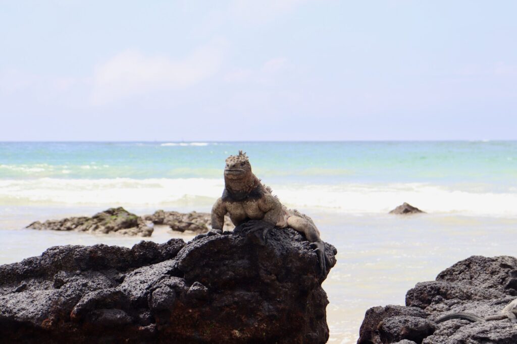 イザベラ島