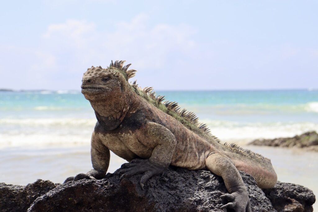 イザベラ島