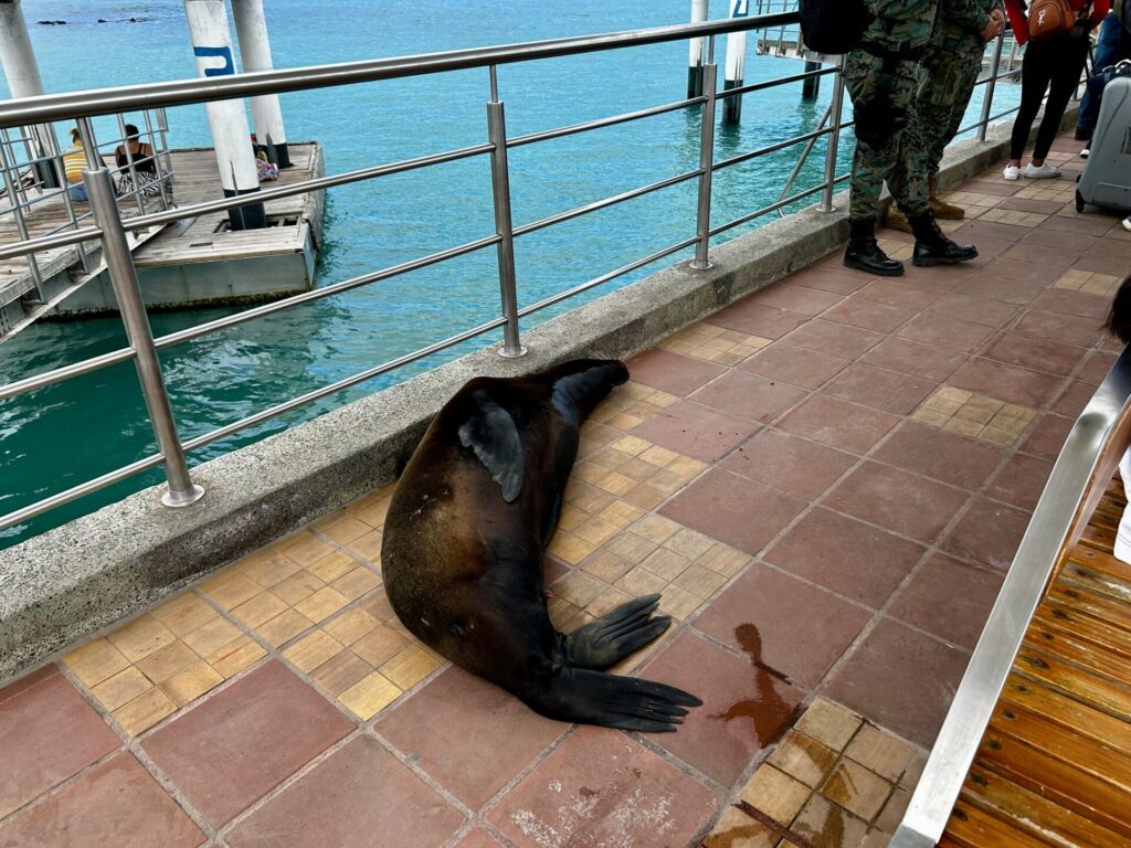 サンタクルス島、イザベラ島行き