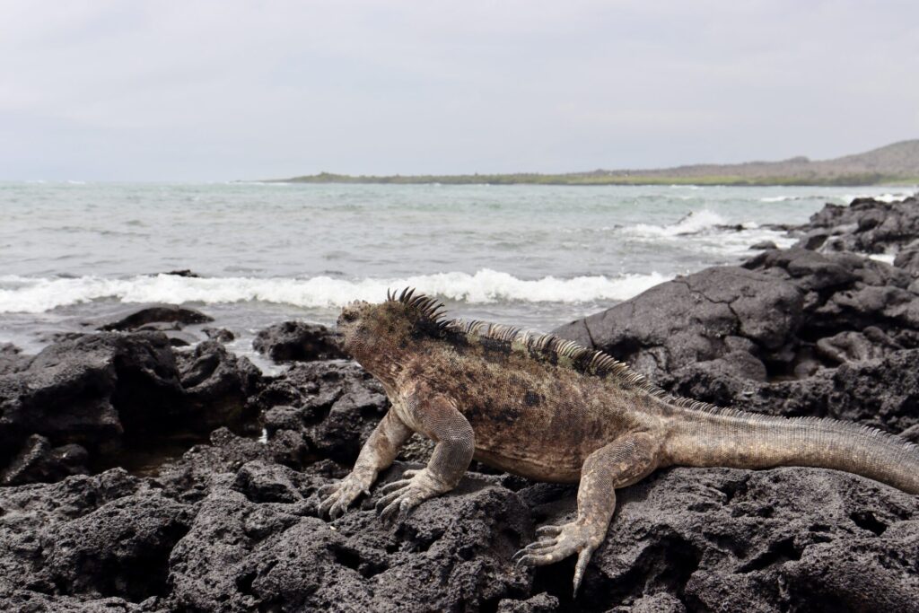 イザベラ島