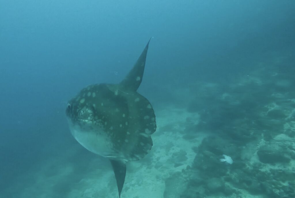 サンタクルス島
