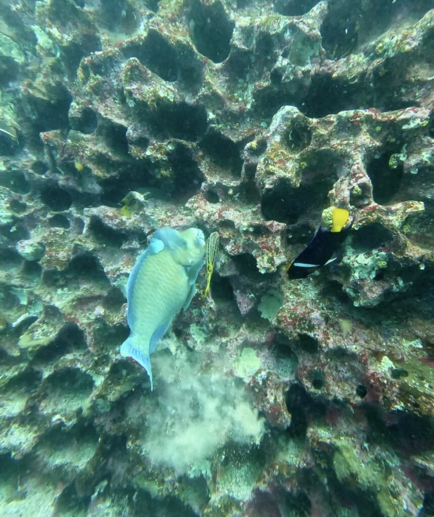サンタクルス島