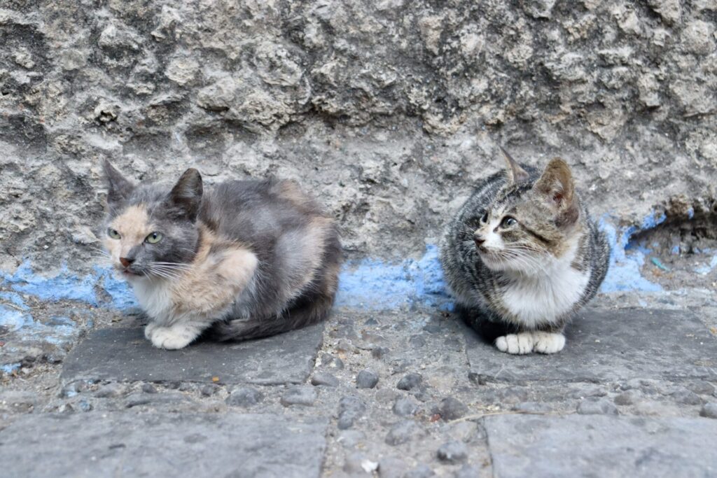 シャウエン