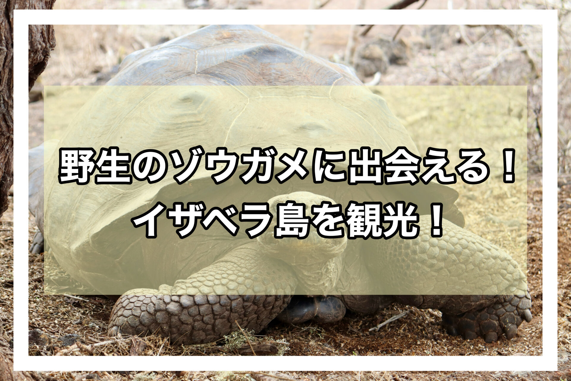 イザベラアイキャッチ画像