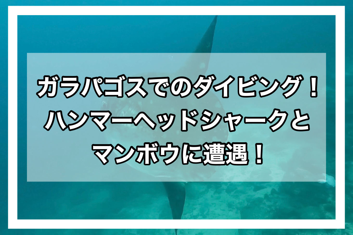ガラパゴスダイビングアイキャッチ画像