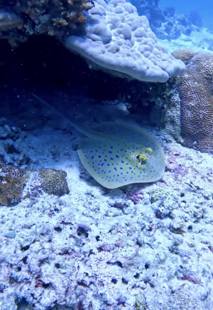 ボホール、パングラオ、バリカサグ