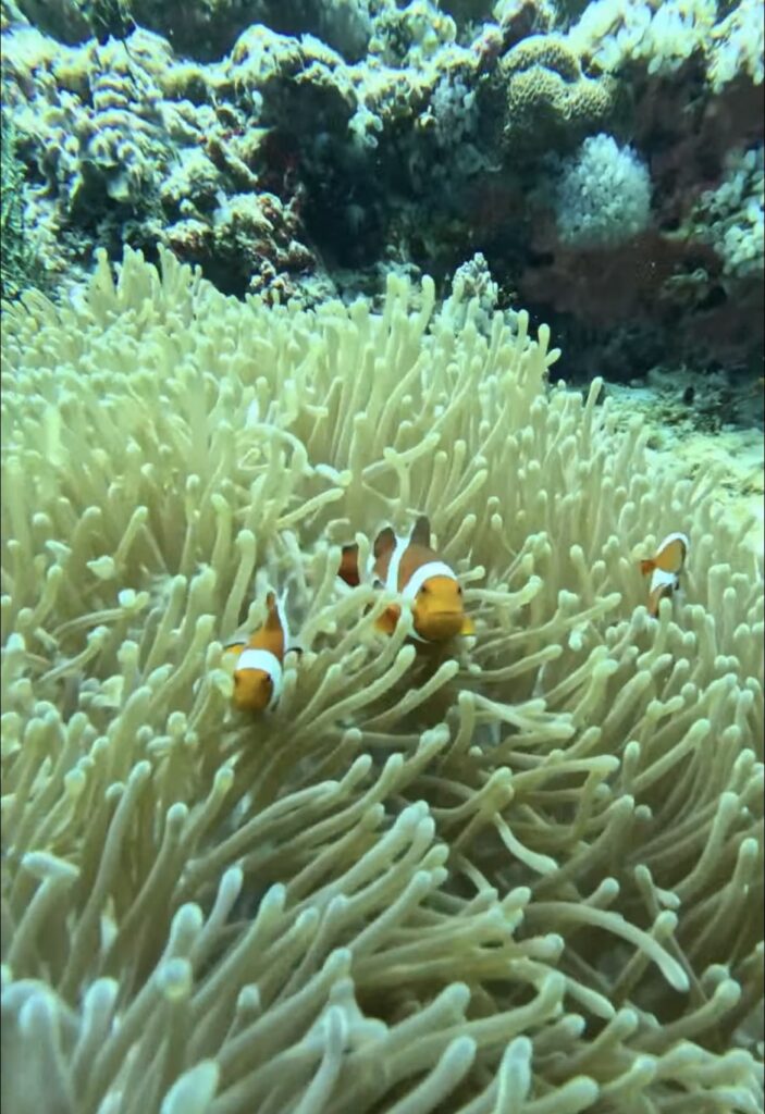 ボホール、パングラオ、バリカサグ