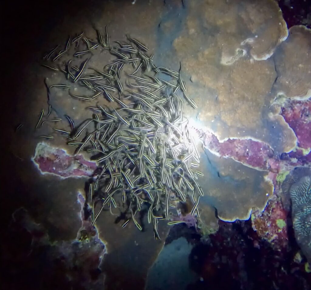モアルボアル