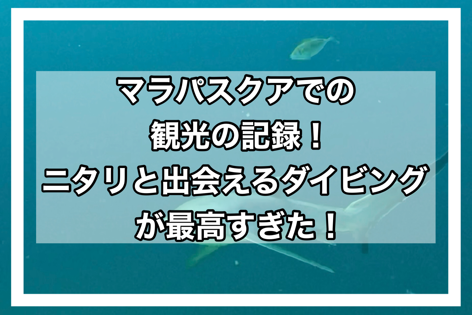 マラパスクアアイキャッチ画像